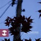 Sleepyheads Single