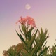 Walk in the Park Single