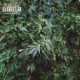 UNTITLED 06 feat STOCKCLIPZ G FLACKO ACOGCADE TATIXBANDZ GEE LOU YUNG PERCS Single