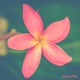 Petal Single