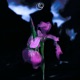 Iris Single