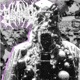 CURSE THY NAME Single
