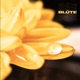 Blüte Single
