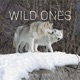 Wild Ones Single