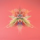 Dimensions EP
