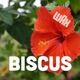 BISCUS Single