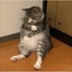 Stray Cat Single