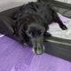 Pets Single