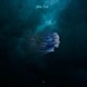 Human Consciousness Single