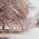 Winter feat saranghae Single