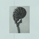 Polaroid Single