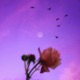Afternoon Melancholic EP