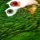 Amazona EP