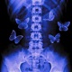 False Butterflies Single