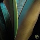 Colors of the Feather Single