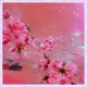 Cherry Single