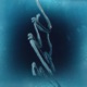 Dugong Single
