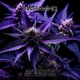Asteroid Purple Cannabis Remix feat House of Frankenstein Single