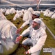 Galaxy feat Sportvvs Anubis Single