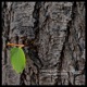 Reborn EP