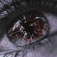 Introspection with Colo Single