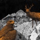 O Triglav moj dom Single