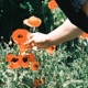 HARVEST Single