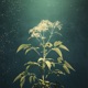 Elderflower Single