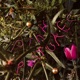 Pink Pastures Single