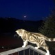 i ll give u the moon
