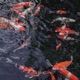 goldfish asmr Single