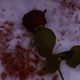 Solivagant Winter Single
