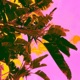 Paradise Single