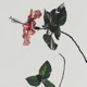 Hibiscus Single