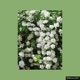 Hydrangea Single