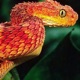 Kissed by a snake Single