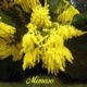 Mimoso Single