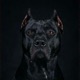 Dobermann Single