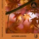 Autumn Leaves Single