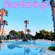 Blue Flamingo Single