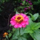 Zinnia
