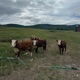 Grandaddy s Country Single