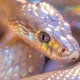 PINK SNAKE Single