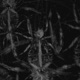 SPIDEY ESKIV Single
