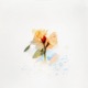 MEET YOU feat RONI Single