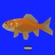school of fish Single