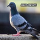 Zeker Contact feat VierZeven Mozes Feat Mozes VierZeven Single