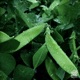 Little Peas Single