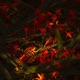 Petals feat The Lost Strings Single