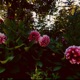 SECRETS UNDER WILLOW feat AJ Cooper Single
